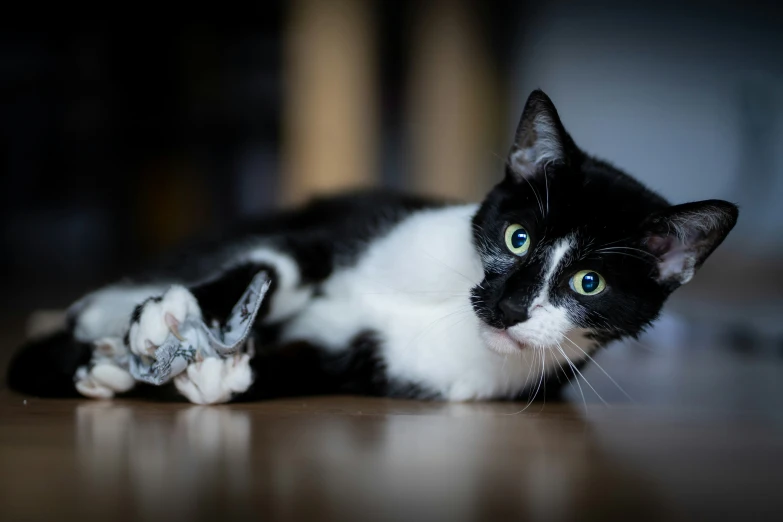 black and white cat laying on the floor