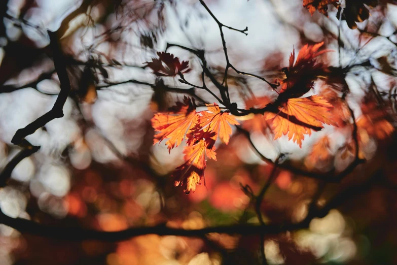 a tree nch with orange leaves that has autumn colors in the background