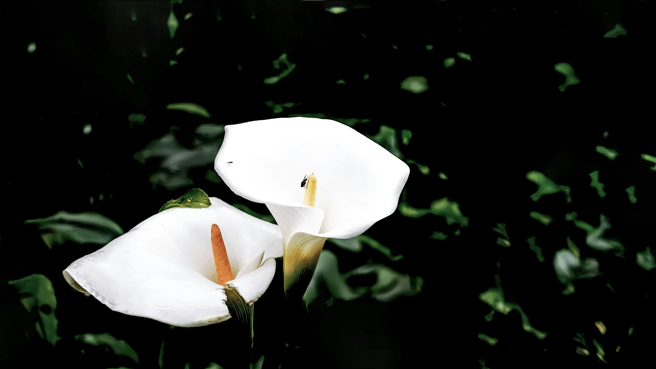 two white flowers with a black background