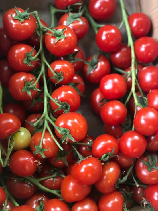 large cluster of tomatoes gathered together on the stems