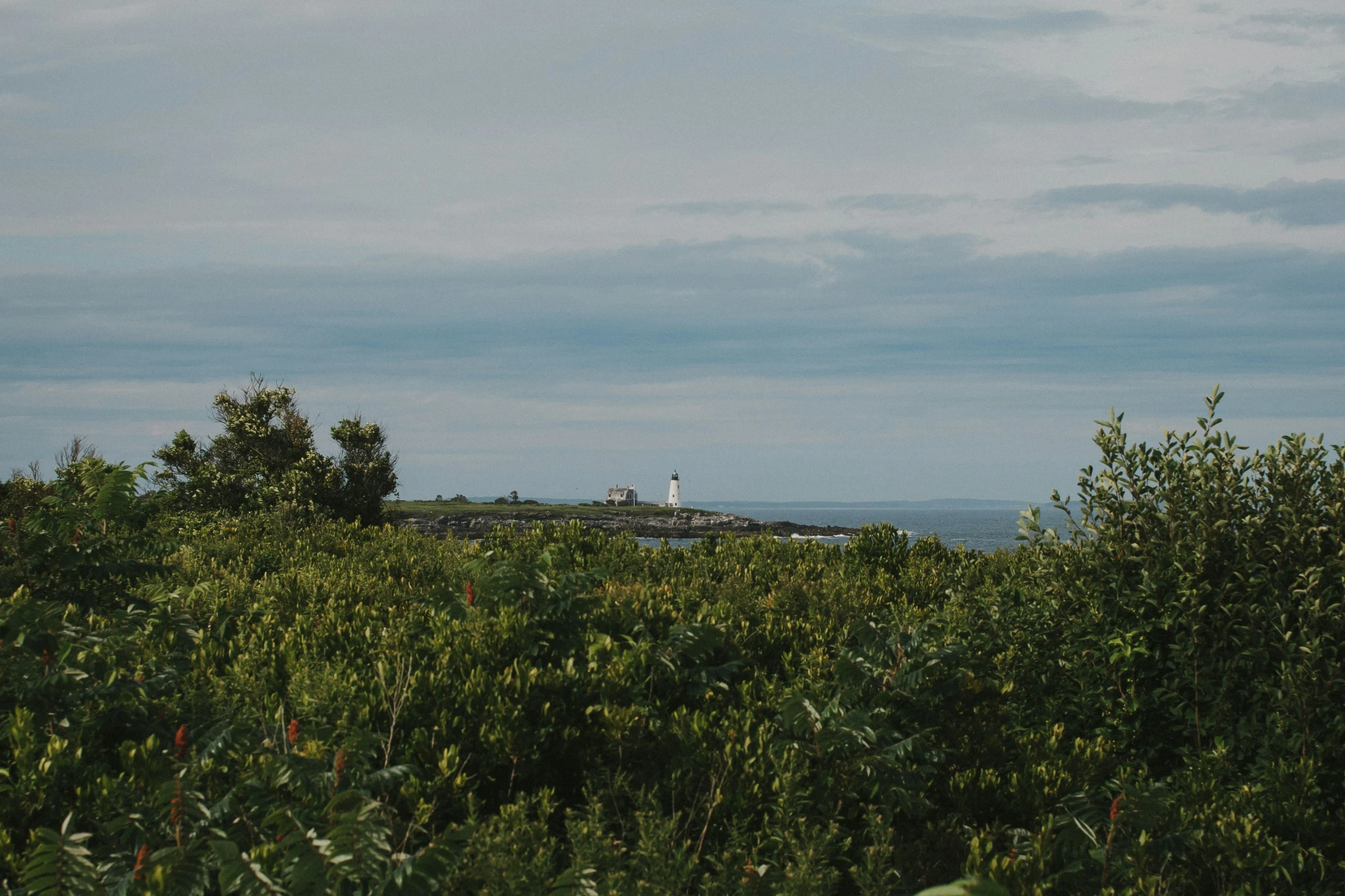 an image of a light house seen from the bushes