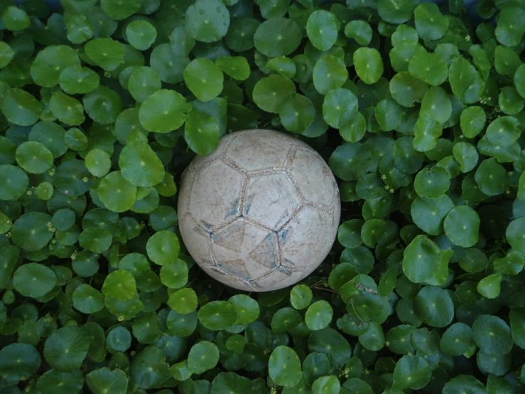 there is a small ball in the middle of some bushes