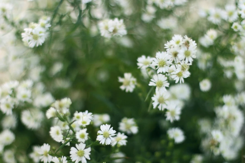 a close up of flowers in the sun