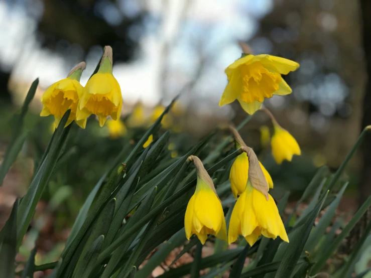 a field full of yellow flowers with green stems