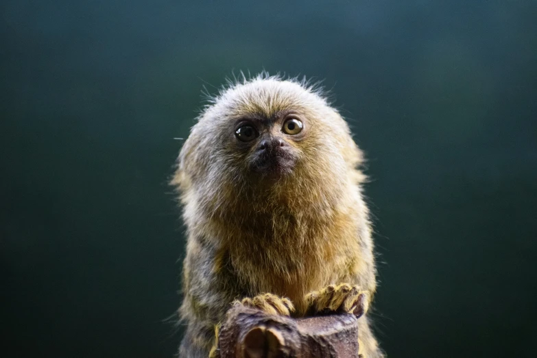 a long - haired brown monkey looking upward with a very wide open eye