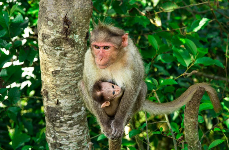 two monkeys sitting on tree's nches in the jungle