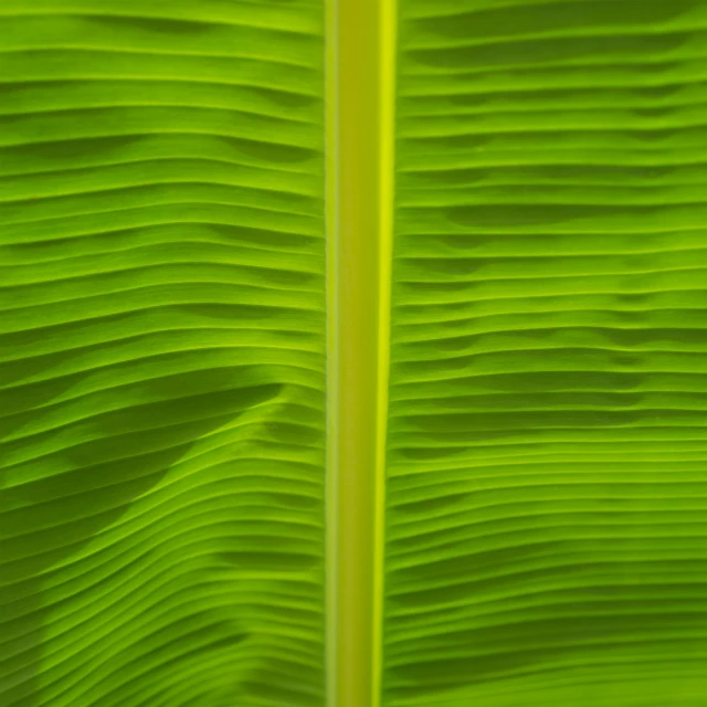 a green leaf of an insect or plant