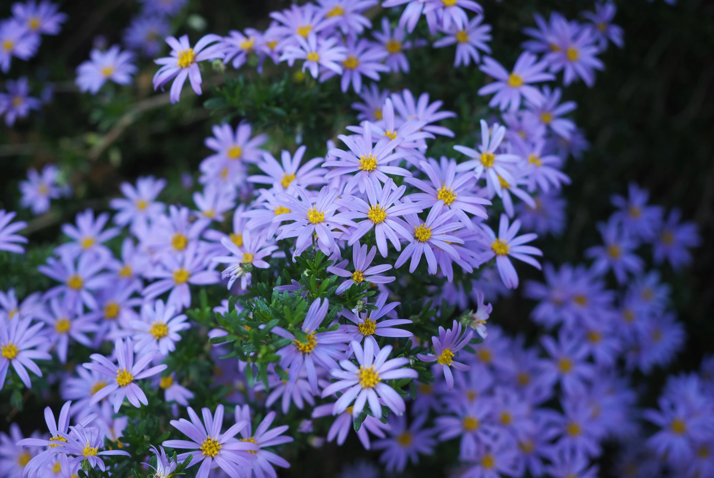 a bunch of purple flowers sitting together