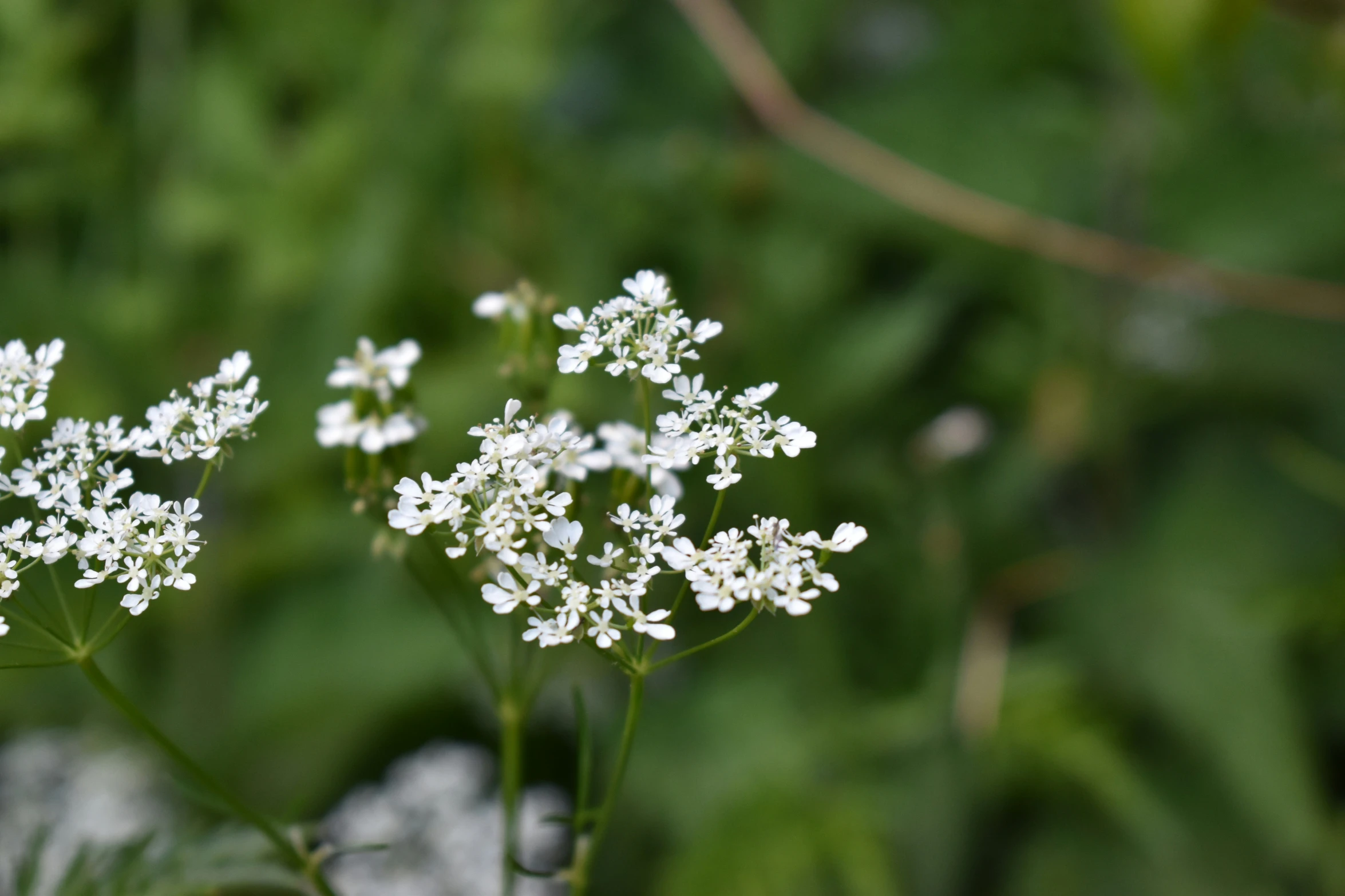 white flowers with small green leaves in the background