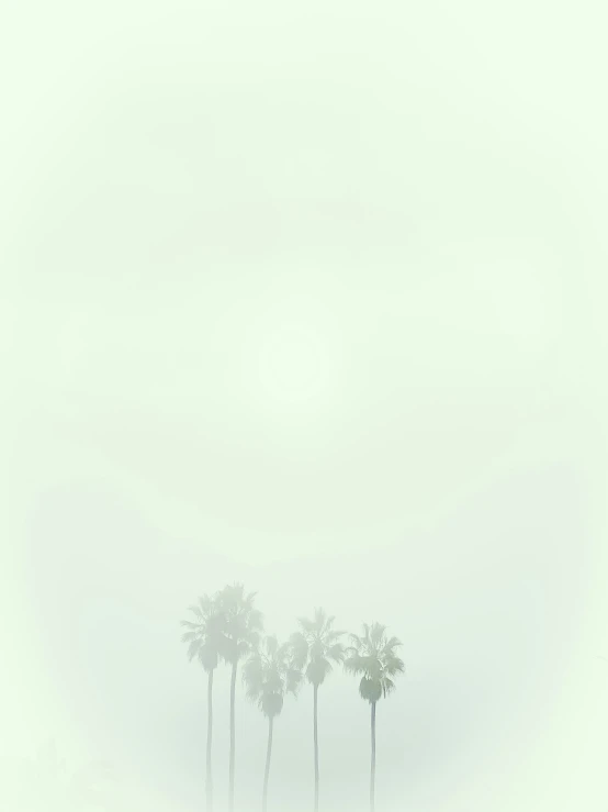 palm trees are standing out in a foggy field