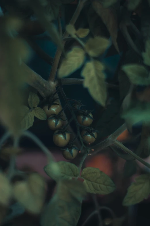 several berries are growing on the nches of a bush