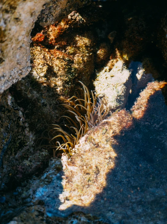 an extreme close up view of the inside of a rock