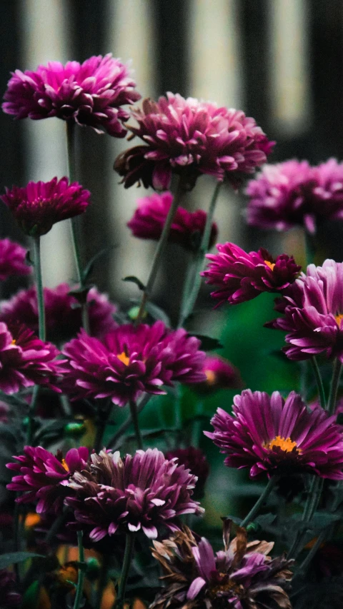 a group of purple flowers with yellow stamens