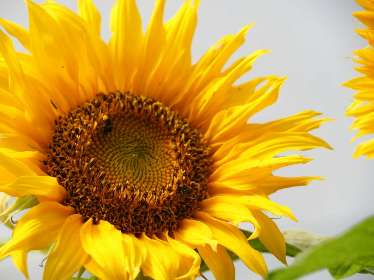 a sunflower that is growing and looking large in the day