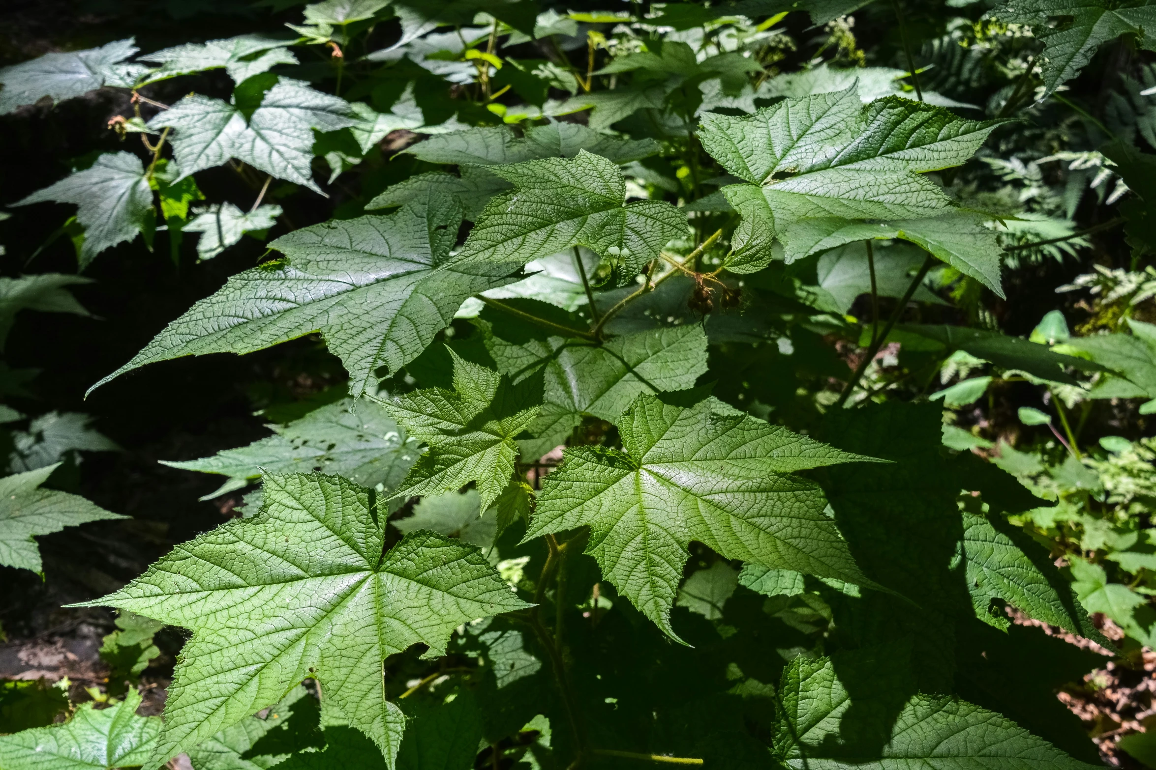 a large leafy plant growing in the sun