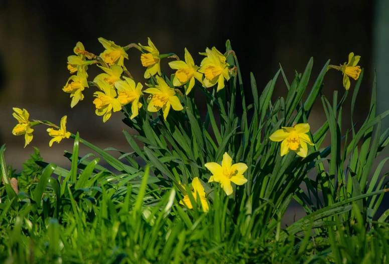 some yellow flowers growing in the green grass