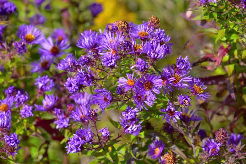 an image of purple flowers with many leaves in the background