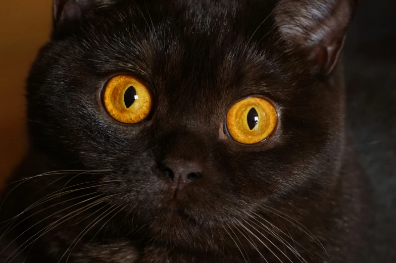 a black cat with yellow eyes stares to the right