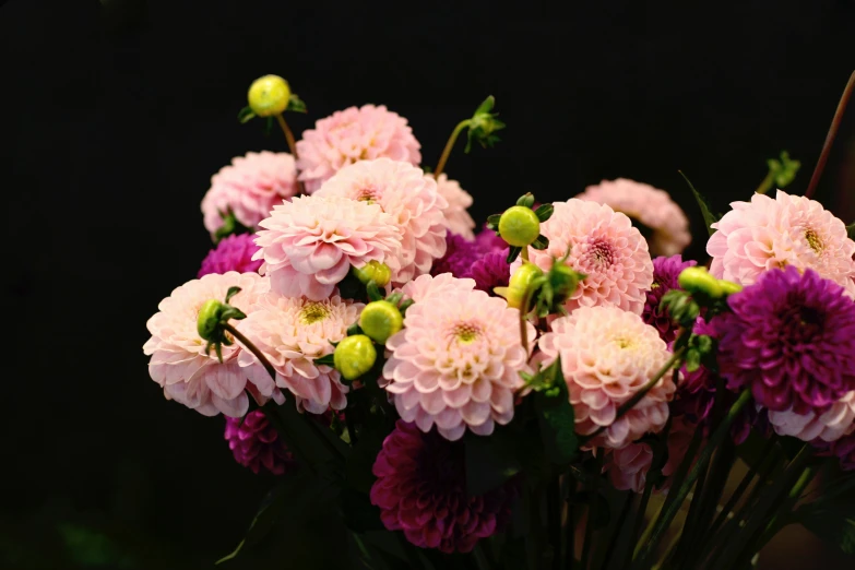 a closeup of some pink flowers with buds