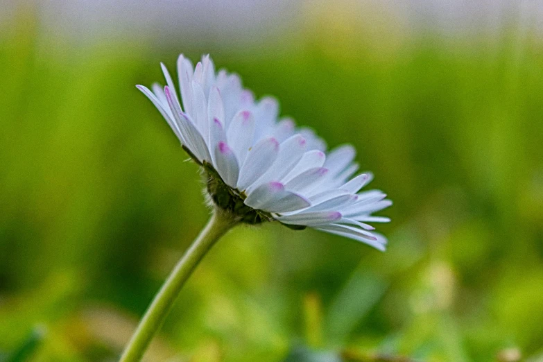 a small flower sits in the middle of a grassy area