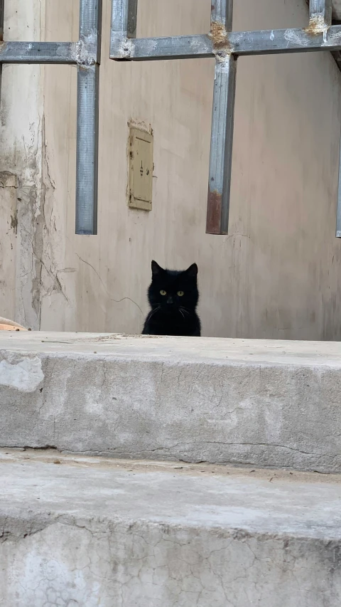 the cat sits in front of the building door