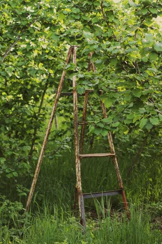 a ladder in the forest is leaning in a way