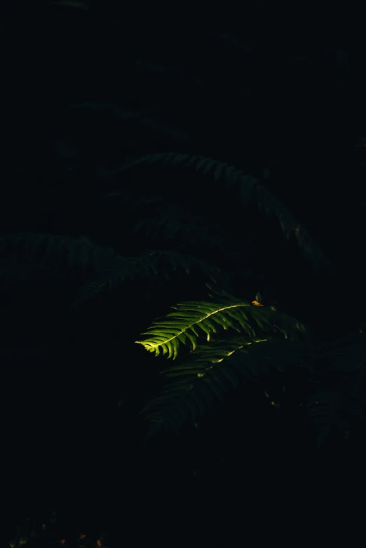 a green plant with leaves at night