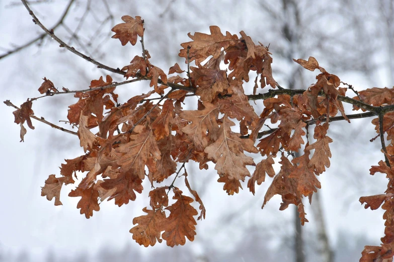 leaves fall on the nches of an oak tree