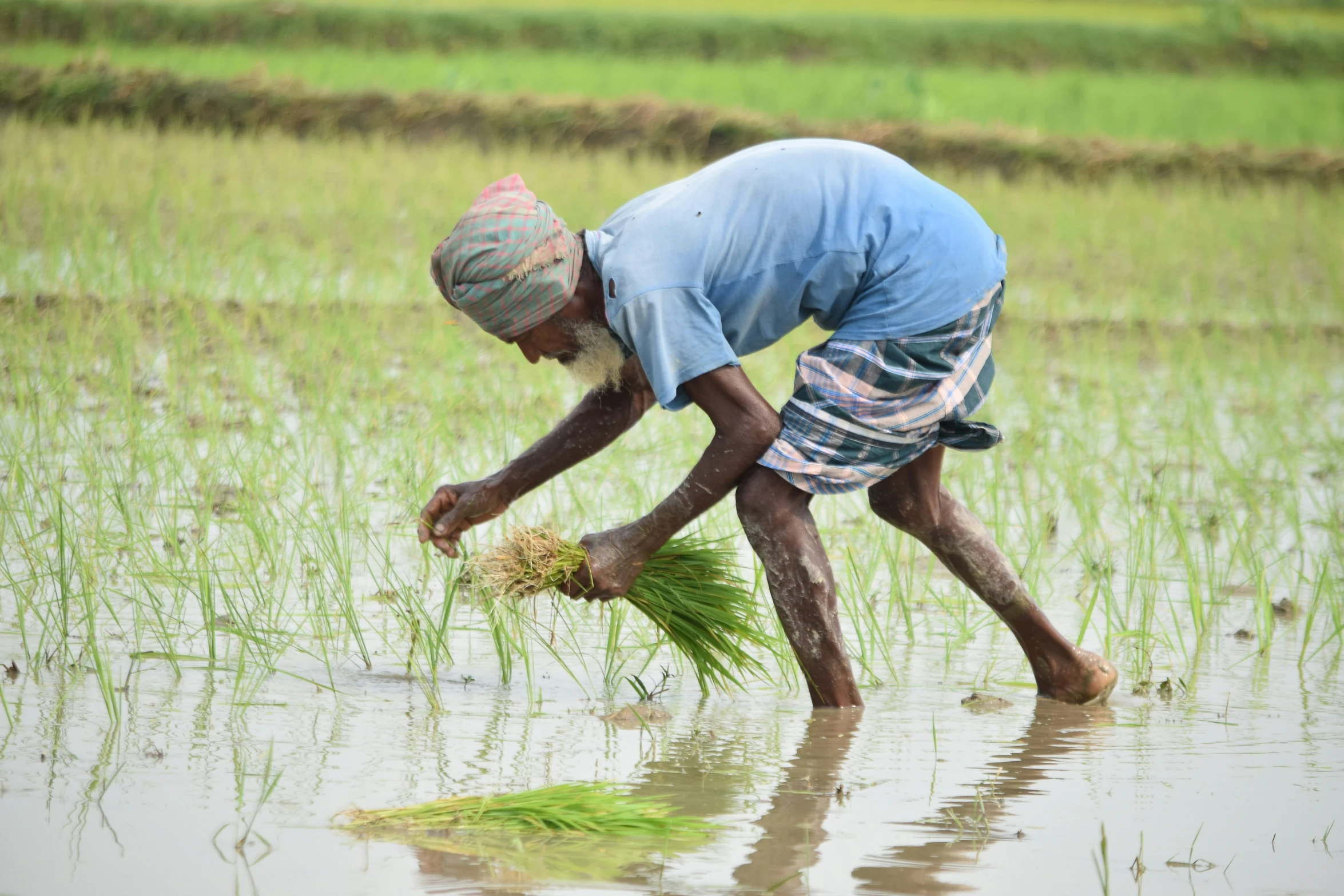 a farmer harvesting plants on a rice field