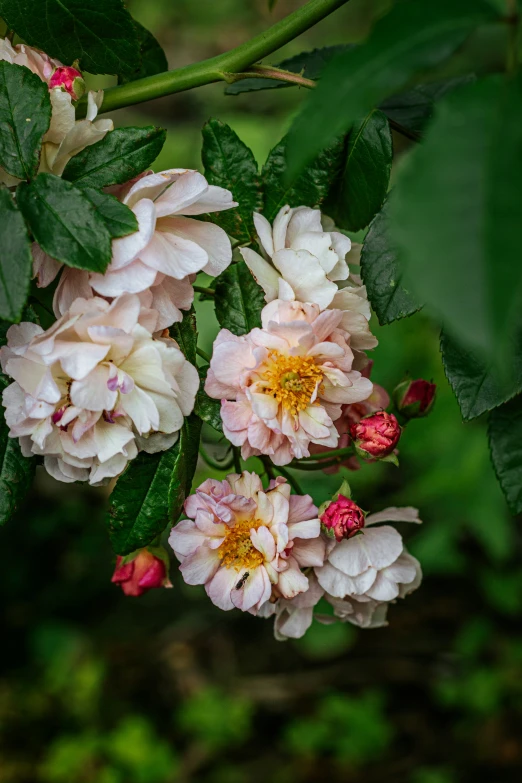 three pink and white flowers are seen on the nch