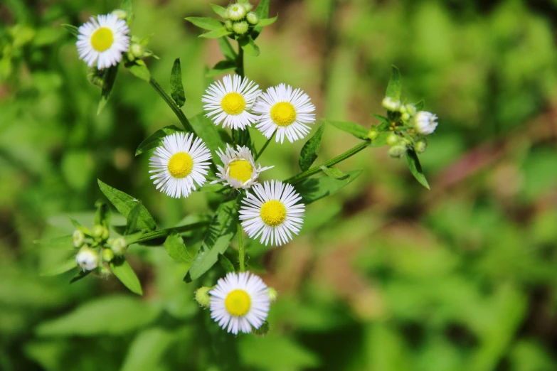 small flowers with large leaves on a green background