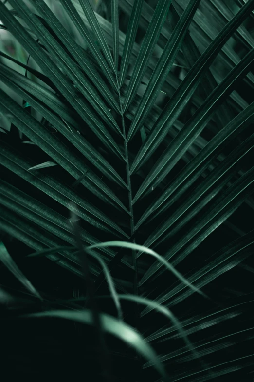 a close up s of the leaves of a palm tree