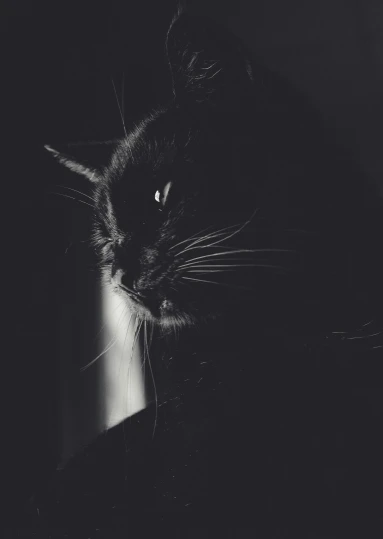 a black cat is in the dark, it looks like it is trying to sleep