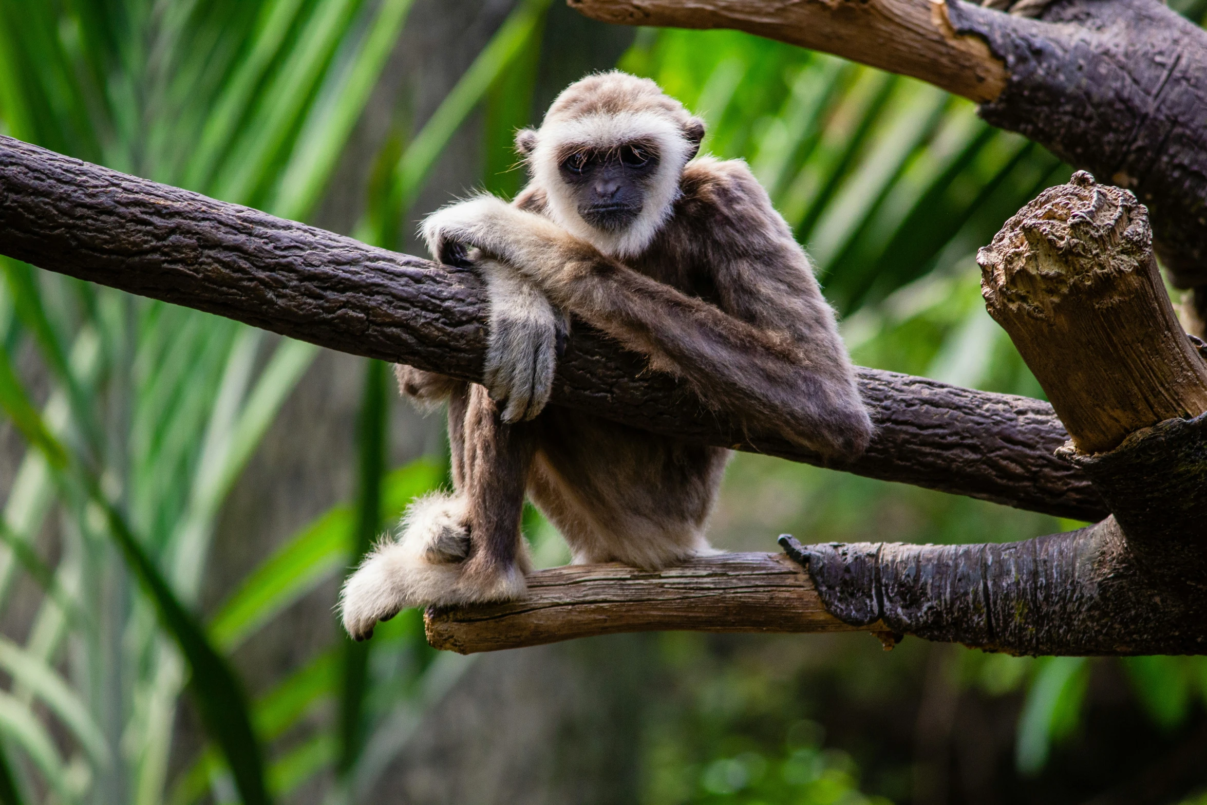 a monkey sits on top of a nch