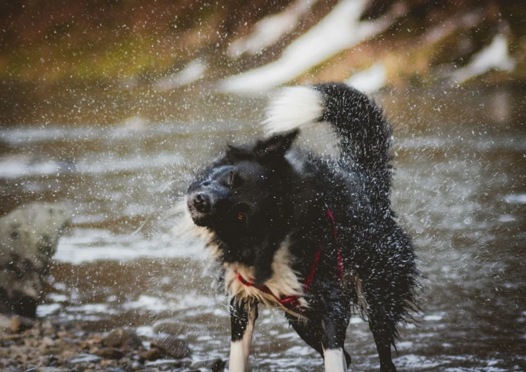 the dog is getting wet out in the river