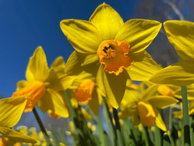 a bunch of yellow flowers growing in the grass