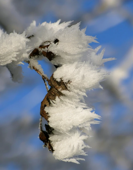 snow flakes on an evergreen tree nch during the winter