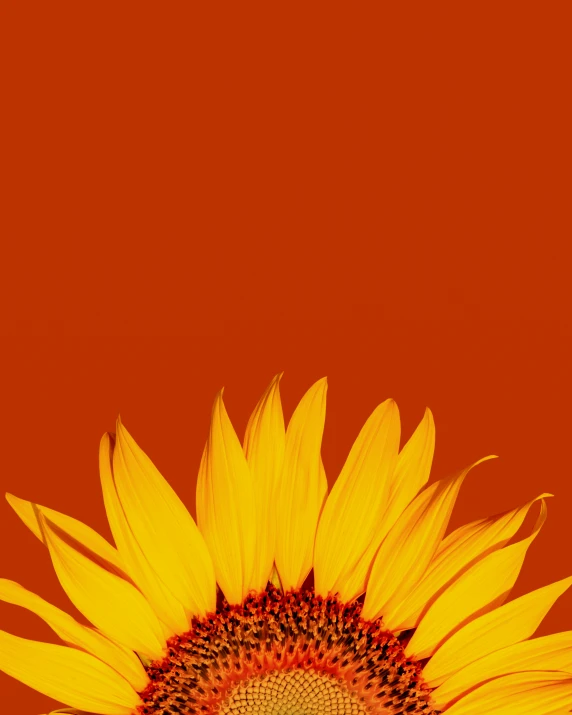 an orange sky is seen with the center of the sunflower