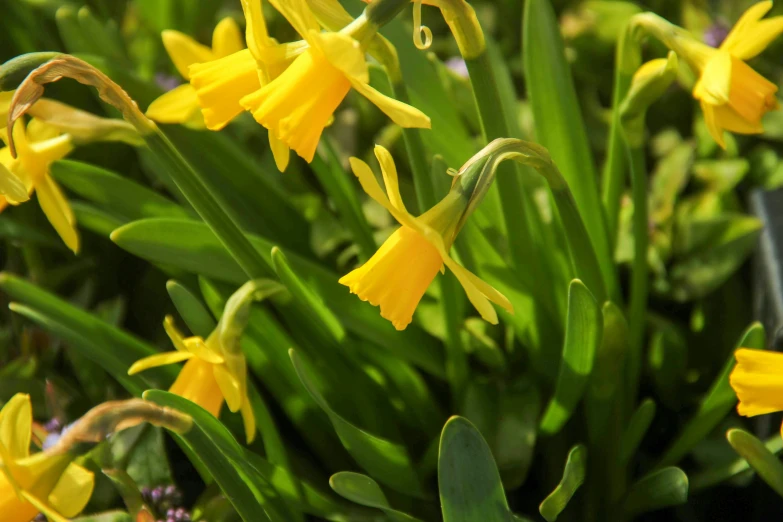 a number of small yellow flowers growing close together