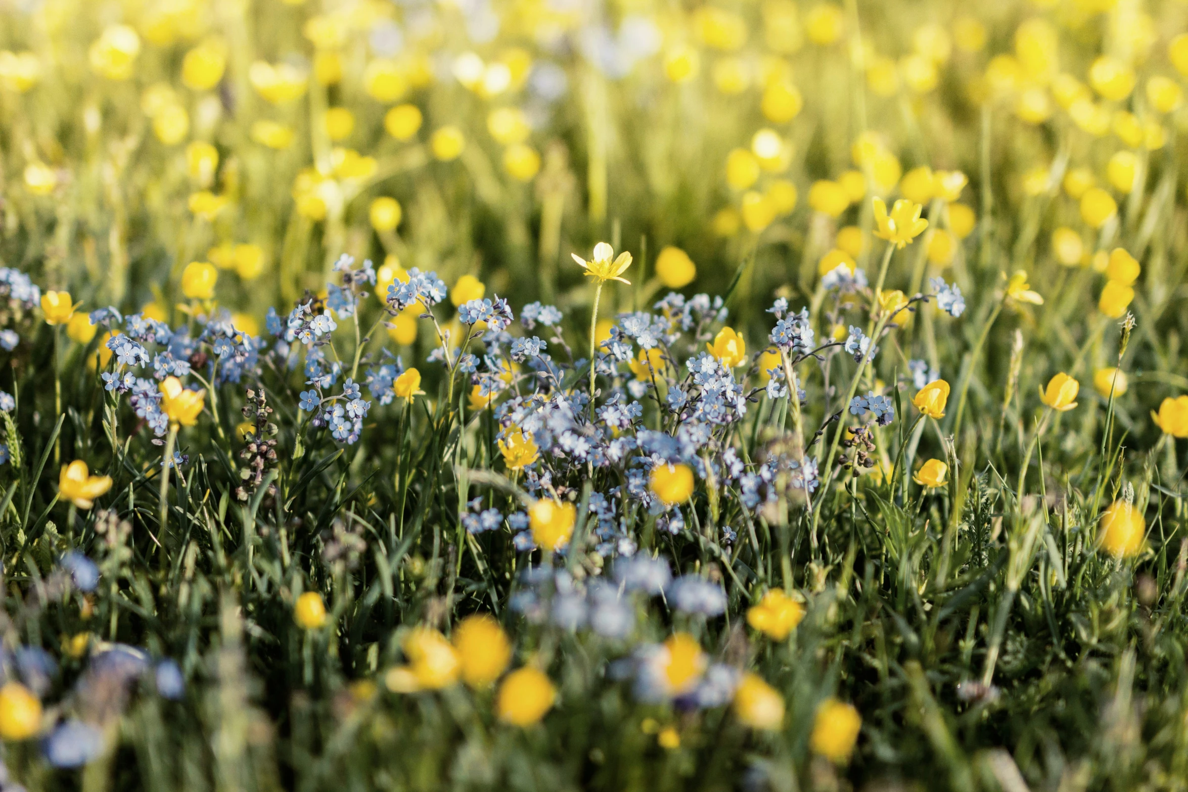 some blue and yellow flowers in the grass