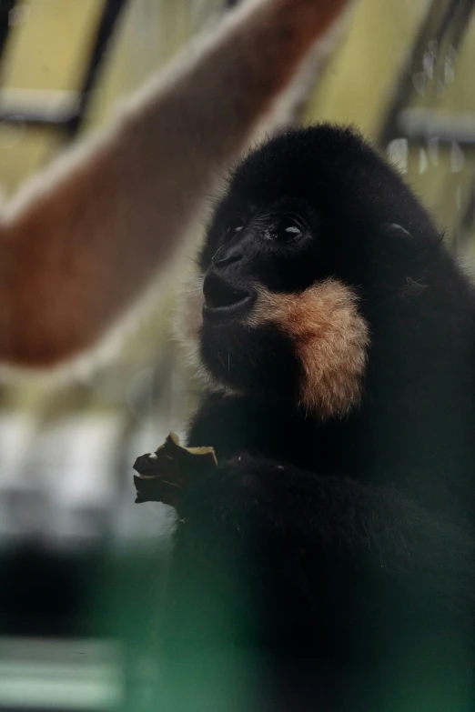 a monkey is shown with the blurred back