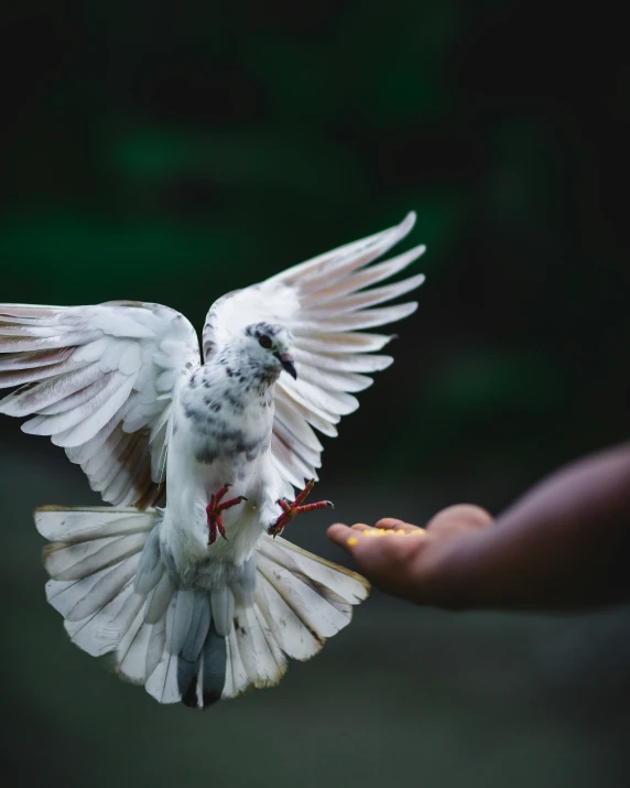 a white dove being held by a hand