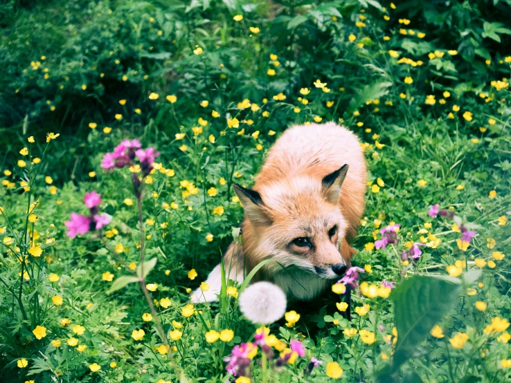 a fox sits in a field of flowers