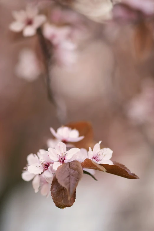 there is a nch of cherry blossom that has blossomed