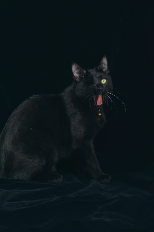 the black cat with glowing green eyes makes an intense facial expression