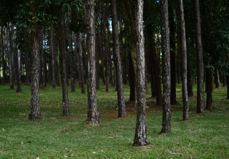 large group of tall trees in grass area