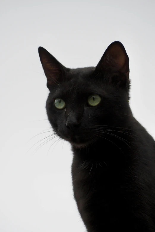 a black cat with green eyes looks at the camera