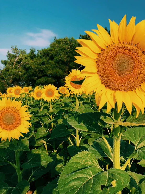 a field with a large sunflower next to the forest