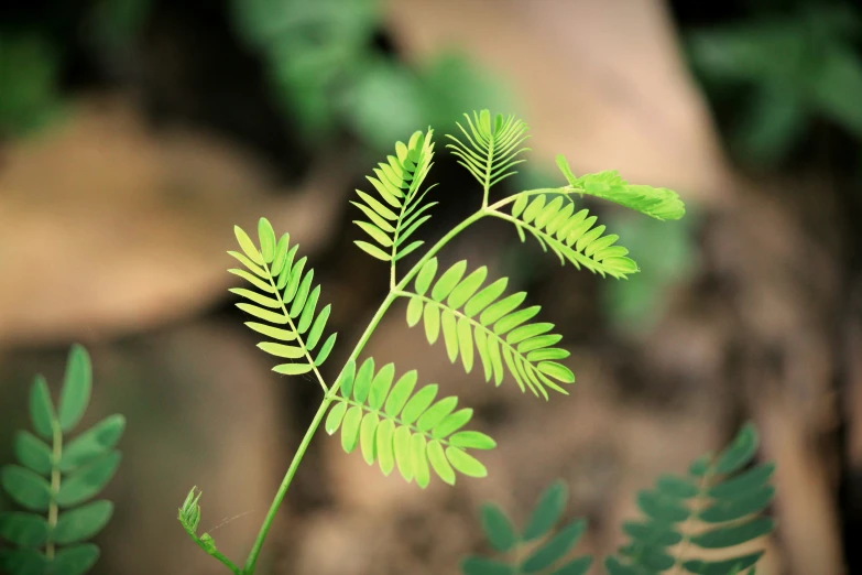 a leafy plant sprouts out of the ground