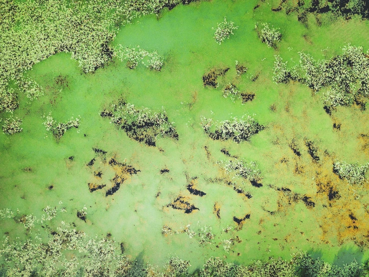 aerial view of the green ground where the grass grows